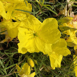 Calylophus superlophus 'Yellow' - Onagre de jour