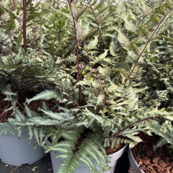 Athyrium niponicum ' Crested surf'