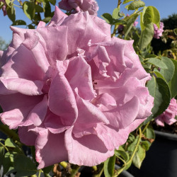Rosa 'Charles de gaulle' ®