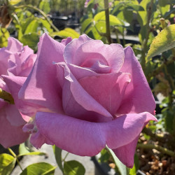 Rosa 'Charles de gaulle' ®