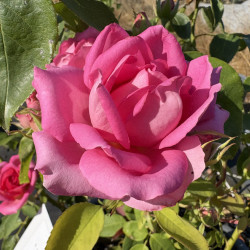 Rosa 'Altamoda' ®