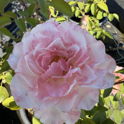 Rosa 'Louis Pasteur' ®