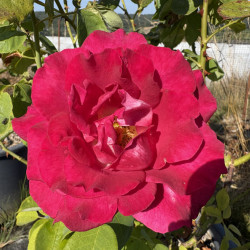 Rosa 'Monica Bellucci ' ®