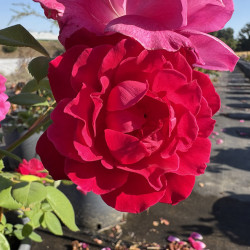 Rosa 'Elegance® française'