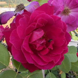 Rosa 'Elegance® française'
