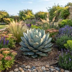 Agave parryi