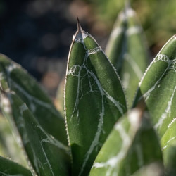 Agave ‘Victoriae Reginae‘