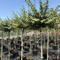 Euonymus fortunei 'Emerald Gaiety' - Fusain