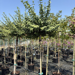 Euonymus fortunei 'Emerald Gaiety' - Fusain