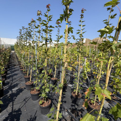 Acer cappadocicum - Erable