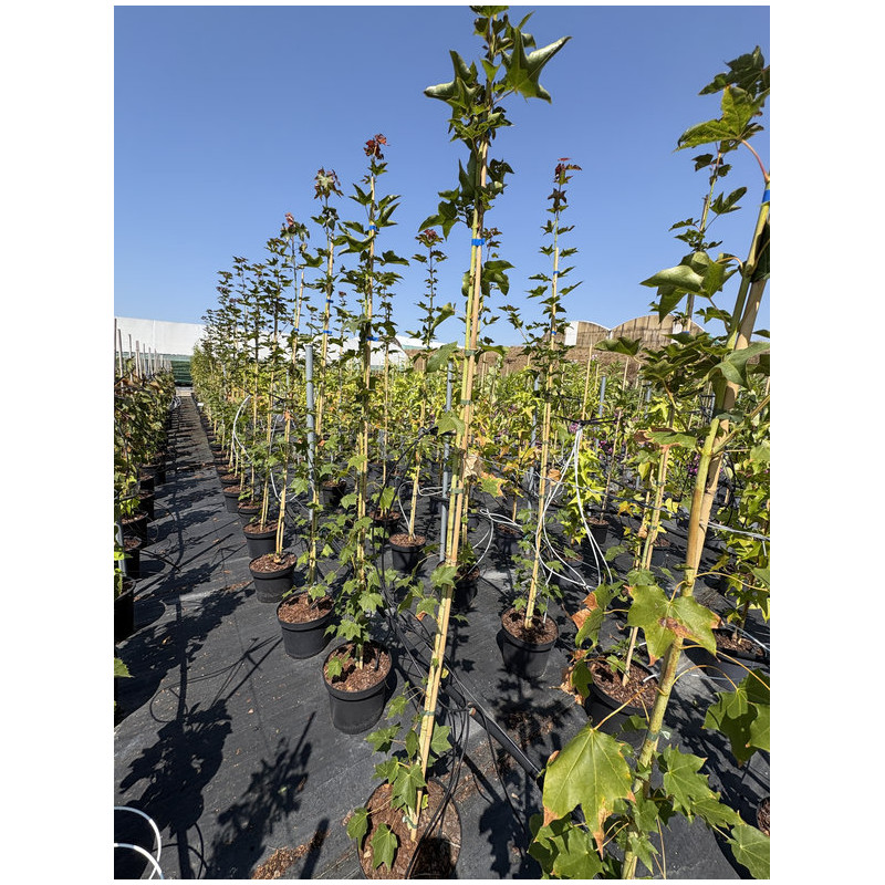 Acer cappadocicum - Erable