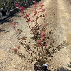 Acer palmatum ‘Atropurpureum’ - érable du Japon