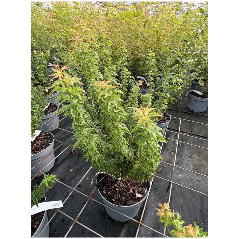 Acer palmatum ‘Koto Hime’ - Érable japonais
