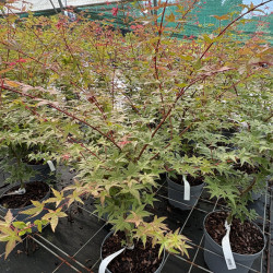Acer palmatum 'Deshojo' - Érable du Japon