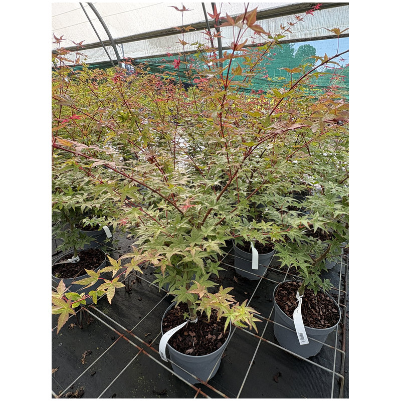Acer palmatum 'Deshojo' - Érable du Japon