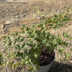 Acer palmatum 'Ryusen' - Érable du Japon