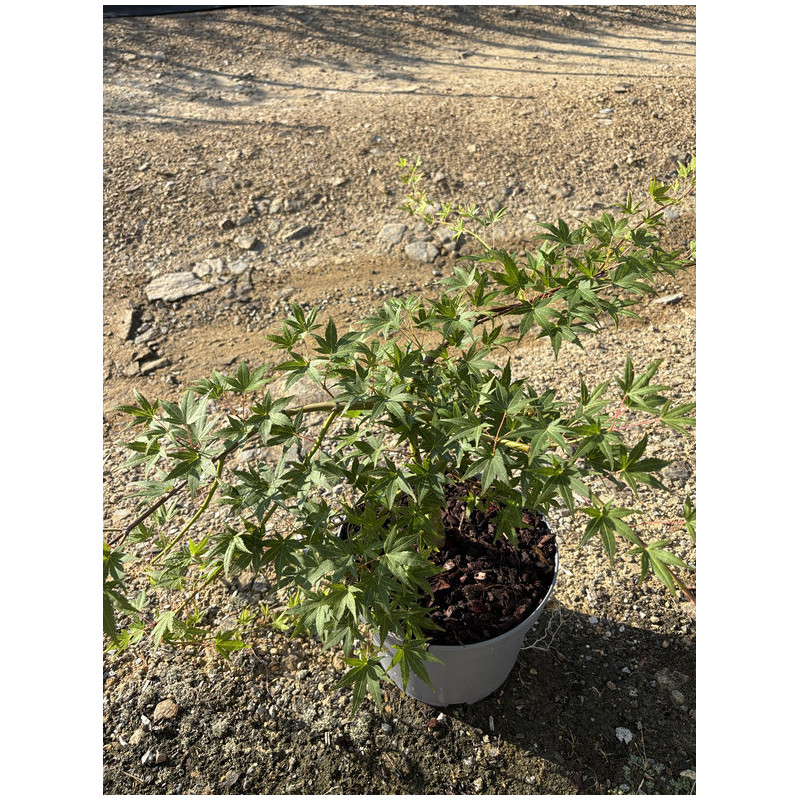Acer palmatum 'Ryusen' - Érable du Japon