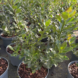 Ilex x meserveae 'Soft Pillow'