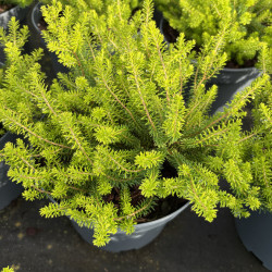 Erica vagans ‘Yellow John’ - bruyère de Cornouailles