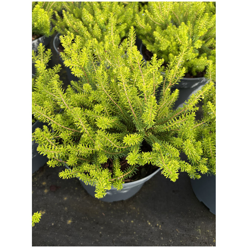Erica vagans ‘Yellow John’ - bruyère de Cornouailles
