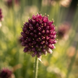 Allium sphaerocephalon