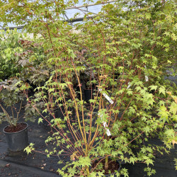 Acer palmatum 'Deshojo' - Érable du Japon