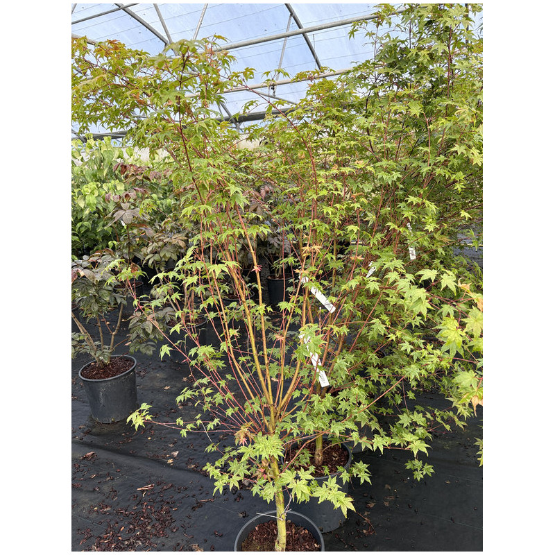 Acer palmatum 'Deshojo' - Érable du Japon