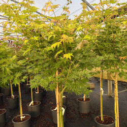 Acer shirasawanum 'Jordan' - Érable du Japon