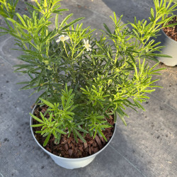 Choisya ternata 'Tiny Dancer' - Oranger du Mexique