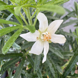 Choisya ternata 'Tiny Dancer' - Oranger du Mexique