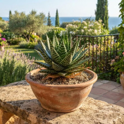 Aloe rauhii Cleopatra