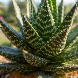 Aloe rauhii Cleopatra