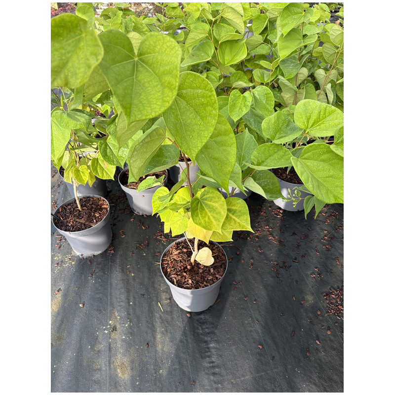 Cercis chinensis 'Avondale' - Gainier de Chine