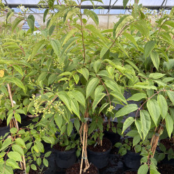 Heptacodium miconioides - Heptacodion de Chine