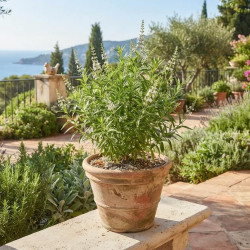 Aloysia polystachia - Verveine Chewin-gum