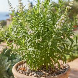 Aloysia polystachia - Verveine Chewin-gum