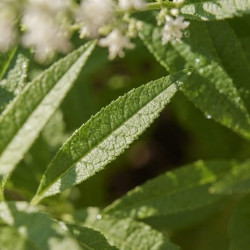 Aloysia polystachia - Verveine Chewin-gum