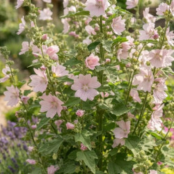 Althaea officinalis - Guimauve officinale