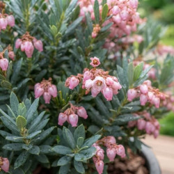Andromeda polifolia ‘Blue Lagoon’