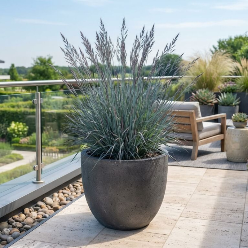 Andropogon scoparium ‘Blue Heaven’