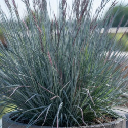 Andropogon scoparium ‘Blue Heaven’