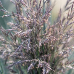 Andropogon scoparium ‘Blue Heaven’