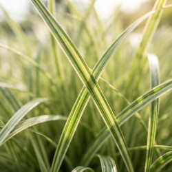 Carex 'Feather Falls'