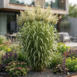 Arundo donax Ely - Canne de Provence