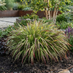Hakonechloa macra Beni-Kaze