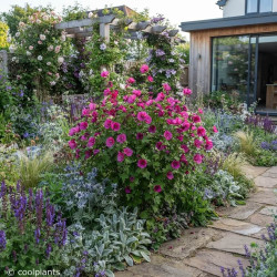 Anisodontea ‘Large Red’