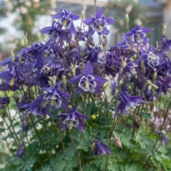 Aquilegia alpina