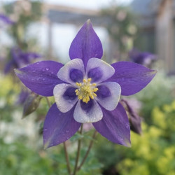 Aquilegia alpina