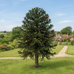 ARAUCARIA araucana - Désespoir du singe