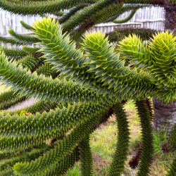 ARAUCARIA araucana - Désespoir du singe